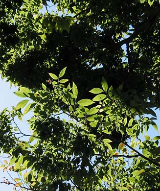 zelkova green vase leaves